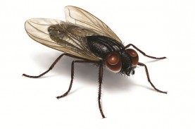 Apakah Lalat dan Kecoak Bisa Menjadi Pembawa Virus…
