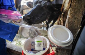 Riau Salurkan 7.400 Dosis Vaksin PMK Sapi