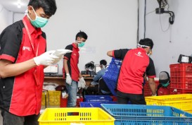 SiCepat Tak Perpanjang Kontrak Ratusan Karyawan, Bukan PHK!