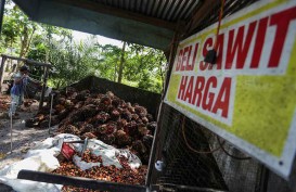 Strategi Perkebunan Sawit Berkelanjutan di Kalimantan Timur