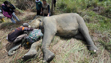 BKSDA Jambi Memasang Kalung GPS Kepada Seekor Gajah Sumatra