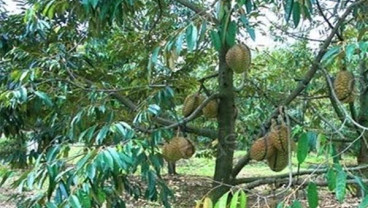 Durian dan Nangka Bisa Jadi Jaminan Kredit Bank di Thailand