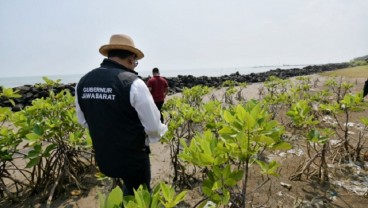 Cegah Abrasi, Jabar Gencarkan Penanaman Jutaan Mangrove di Pesisir Utara