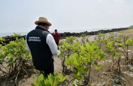 Cegah Abrasi, Jabar Gencarkan Penanaman Jutaan Mangrove di Pesisir Utara