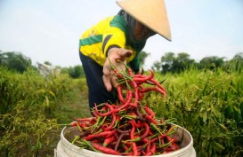 Inflasi Sumut Tiga Bulan Melampaui Sasaran Nasional, Ini Bahayanya