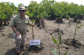 Tanam Ribuan Mangrove di Pesisir Utara Jabar, MUJ…