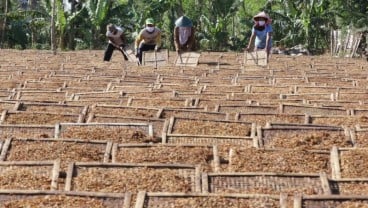 Petani Tembakau Kian Tersudut Kampanye Negatif