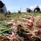 Kalahkan Minyak Goreng, Segini Sumbangan Inflasi dari Cabai dan Bawang Merah 