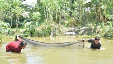 Bukit Asam (PTBA) Sulap Bekas Tambang Jadi Tambak Ikan