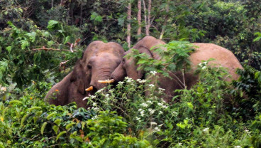 Gajah Liar di Aceh Memasuki Perkebunan Kopi Warga