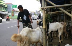 Belantik di Jateng Mesti Kantongi Surat Sehat Hewan Kurban