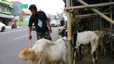 Belantik di Jateng Mesti Kantongi Surat Sehat Hewan Kurban