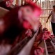 Pengusaha Sambut Baik Dibukanya Keran Ekspor Ayam ke Singapura