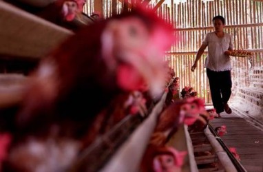 Pengusaha Sambut Baik Dibukanya Keran Ekspor Ayam ke Singapura