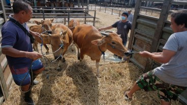 Bali Hentikan Pengiriman Sapi ke Luar Daerah