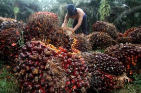 Harga TBS Sawit Riau Turun Ikut Jejak Malaysia. CPO…