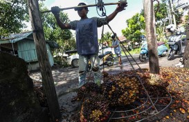 Alamak! Harga TBS Sawit Petani di Riau Cuma Rp800 per Kg