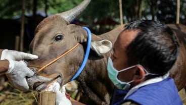 Jelang Iduladha, Simak Kriteria Hewan Kurban dari Kemenag