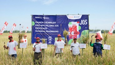 Demplot NPK Pelangi JOS PKT, Produktivitas Padi Bojonegoro Naik hingga 36 Persen