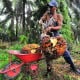 Sawit Riau Murah, Anak Petani Terancam Putus Sekolah