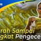 Minyak Goreng Curah Minyakita Diluncurkan, Efektifkah?