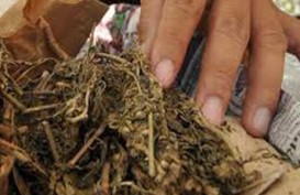 Polisi Tangkap Pemuda Bawa Ganja 436 Gram