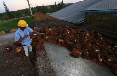 Inovasi Baru, Minyak Goreng Merah Bisa Cegah Stunting