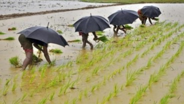 Ketika Dunia Kelimpungan Lonjakan Harga Pangan, Indonesia Tetap Aman. Jokowi Apresiasi Mentan dan Petani
