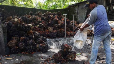 Perkembangan Harga TBS Sawit, Semakin Hari Semakin Turun