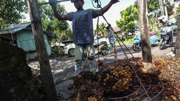 Didesak Dongkrak Harga TBS dalam 2 Minggu, Ini Segepok Alasan Luhut