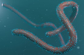 Virus Marburg Teridentifikasi di Ghana, Dua Orang…