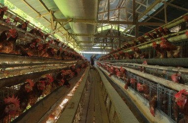 Update Pangan Hari Ini, Harga Telur Ayam Tertahan Tinggi