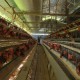 Update Pangan Hari Ini, Harga Telur Ayam Tertahan Tinggi