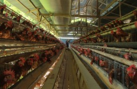 Update Pangan Hari Ini, Harga Telur Ayam Tertahan Tinggi