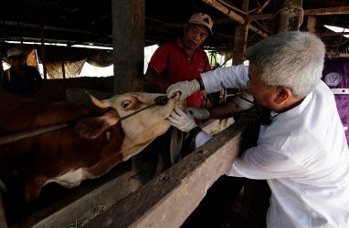 Wabah PMK, Peternak Sapi Cirebon Andalkan Ramuan Herbal untuk Kesehatan Sapi