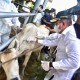 Update PMK di Sumut: 14.000 Ternak Terpapar, 11.600 Vaksin Disalurkan
