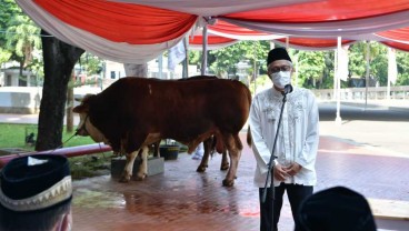 Iduladha 1443, Wapres Kurban Sapi Simmental Seberat 1 Ton di Istiqlal