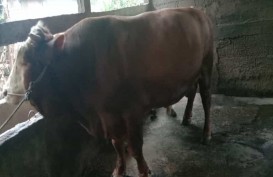 Sapi Kurban Jokowi Senilai Rp100 Juta Dipotong Besok