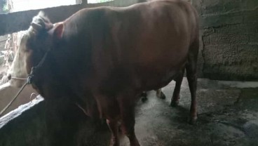 Sapi Kurban Jokowi Senilai Rp100 Juta Dipotong Besok