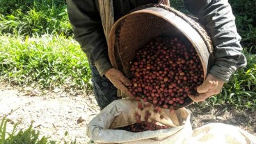 Jelajah Kopi Jatim 2022, Penanaman Kembali Jadi Kunci Pacu Produksi