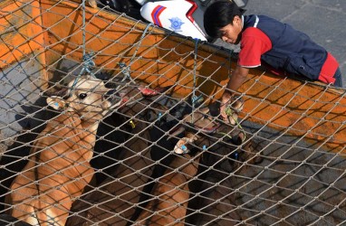 Tata Cara dan Doa Menyembelih Hewan Kurban