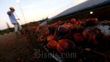 Sawit Petani Dibeli Rp720-Rp1.130 per Kg di Bengkulu, di Bawah Harga TBS dari Mendag