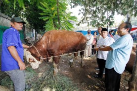 Iduladha 1443 H, Gereja Katedral Sumbang Sapi Kurban…