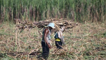 Pemerintah Bakal Subsidi Harga Gula Rp1.000/Kg, Petani Tebu Sumringah 