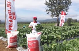 Berkat NPK Pelangi JOS, Produktivitas Sawi Putih di Cianjur Naik 49 Persen