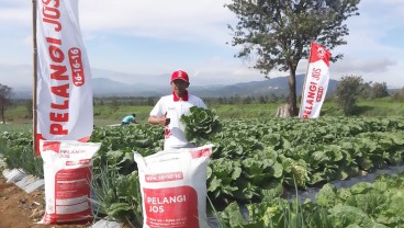 Berkat NPK Pelangi JOS, Produktivitas Sawi Putih di Cianjur Naik 49 Persen