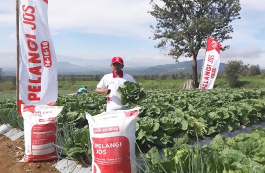 Berkat NPK Pelangi JOS, Produktivitas Sawi Putih di Cianjur Naik 49 Persen