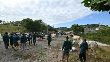 PTBA Salurkan 196 Sapi dan 62 Kambing Kurban di Hari Raya Idul Adha 1443 H