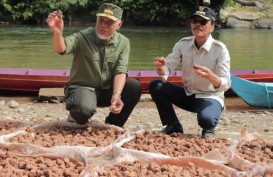 Gubernur Sumbar Temukan Petani yang Sengaja Produksi Gambir Dicampur Pupuk