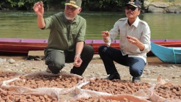 Gubernur Sumbar Temukan Petani yang Sengaja Produksi Gambir Dicampur Pupuk